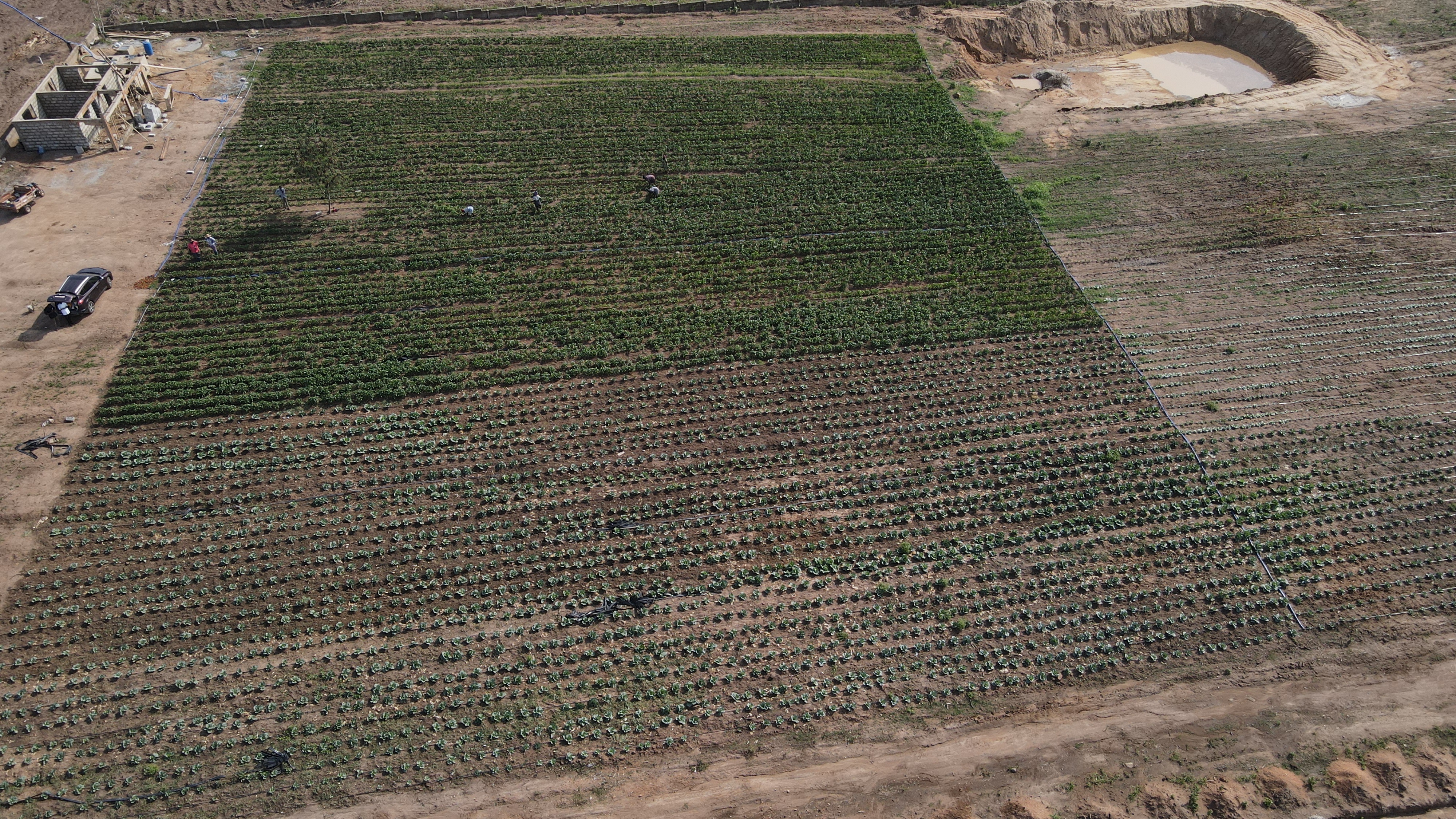 Farm Aerial View