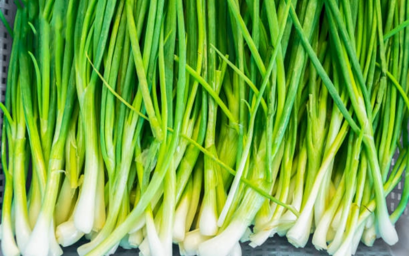 Spring Onion